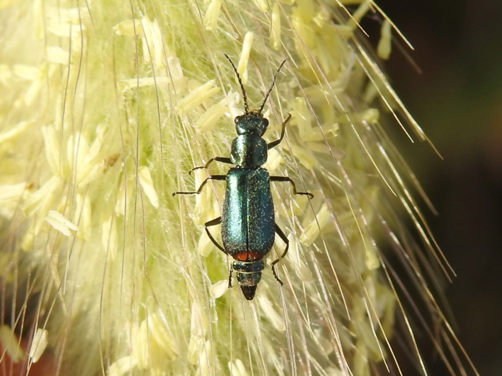 Clanoptilus elegans ? Rscn0315