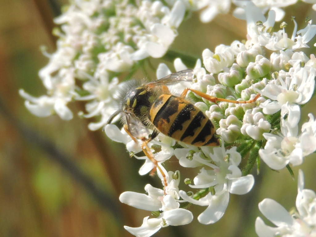 [Vespula cf. vulgaris] Vespula rufa ? Rscn1011