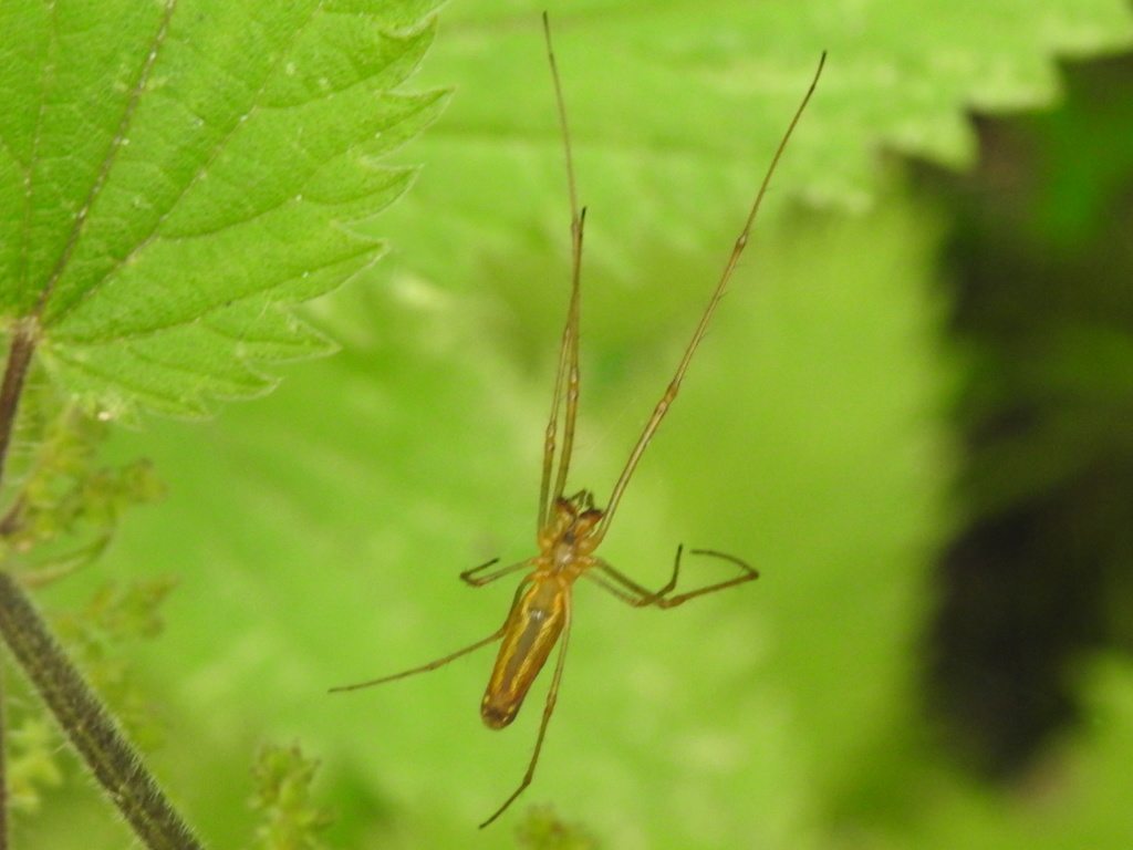 Tetragnatha montana ? Rscn1020