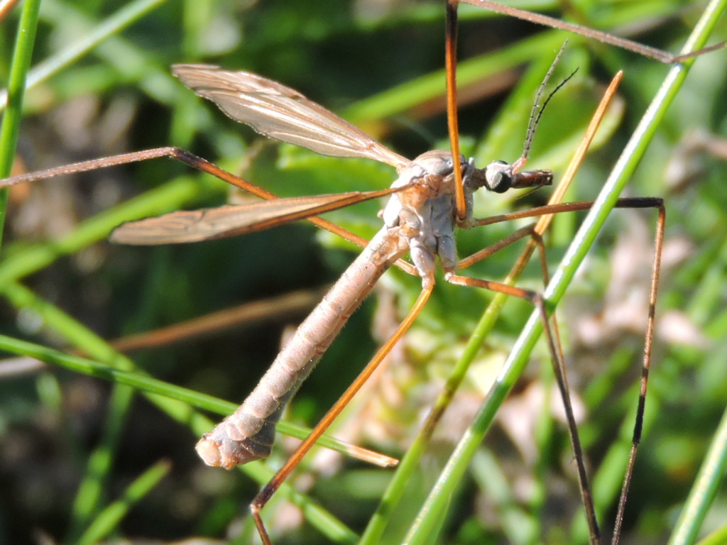 [Tipula paludosa] ? Rscn1112