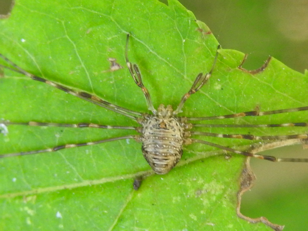 Dicranopalpus ramosus ? Rscn1210