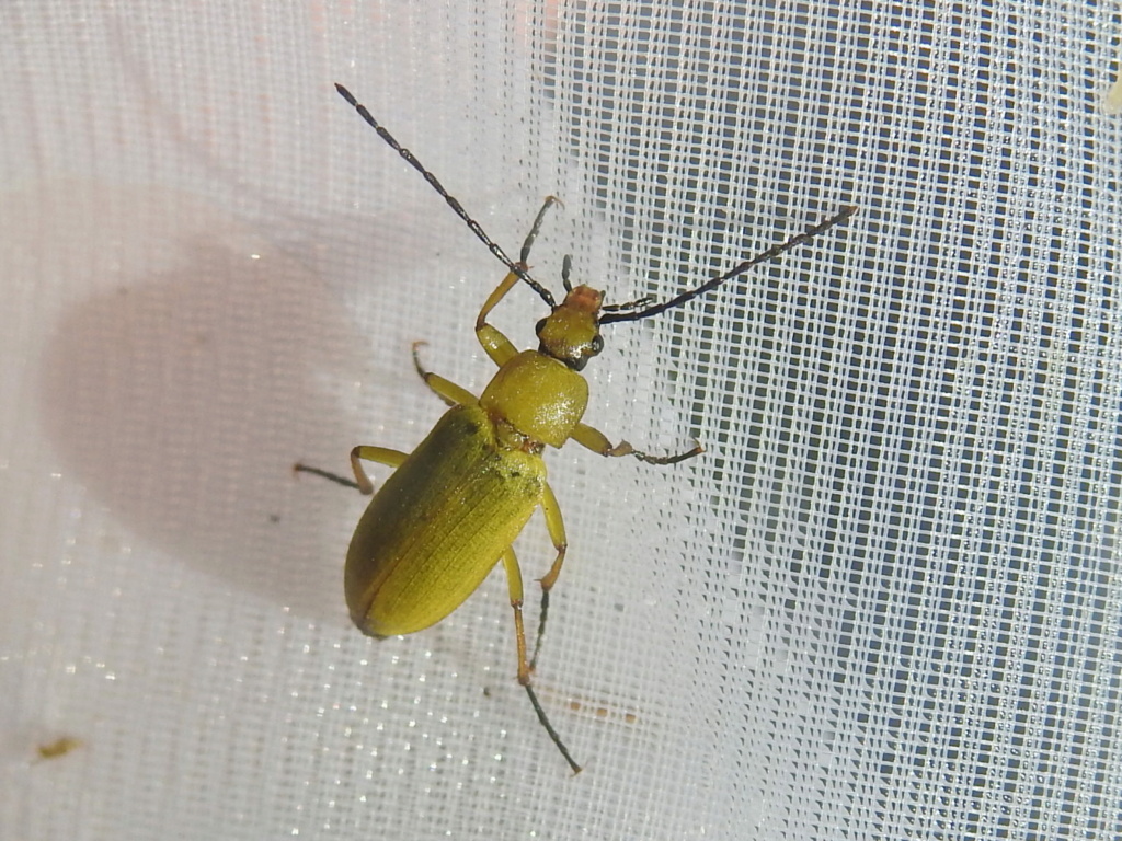 Tenebrionidae jaune ? Rscn1417