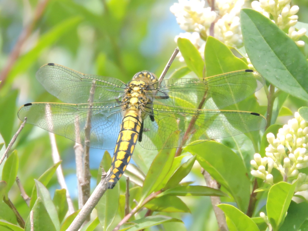 [Orthetrum cancellatum] ? Rscn1810