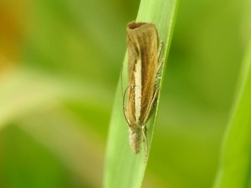 Agriphila selasella ? Rscn2217