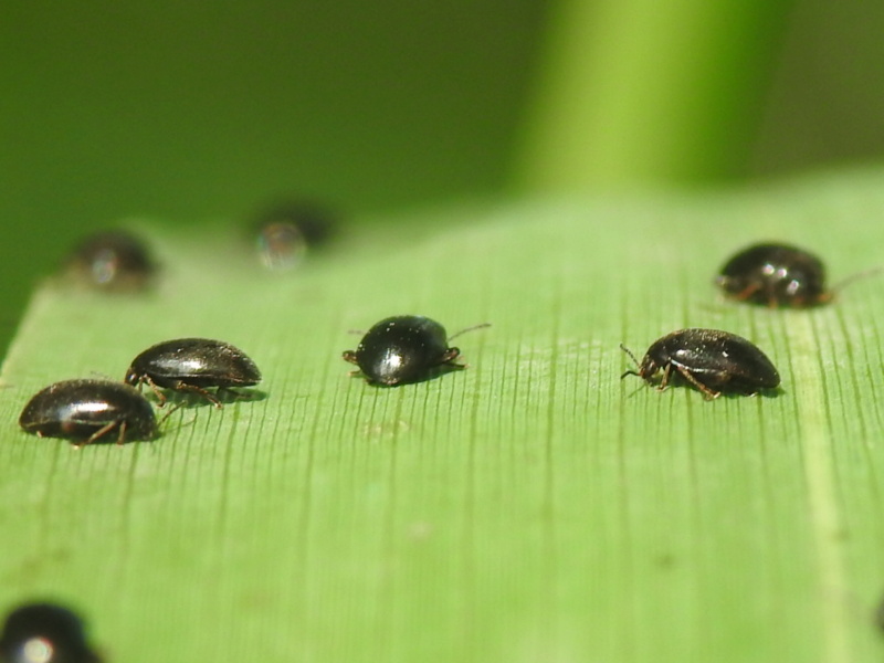 Chrysomelidae - Apteropeda ? Rscn2220