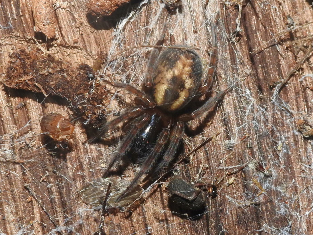 Amaurobius sp ? Rscn2513