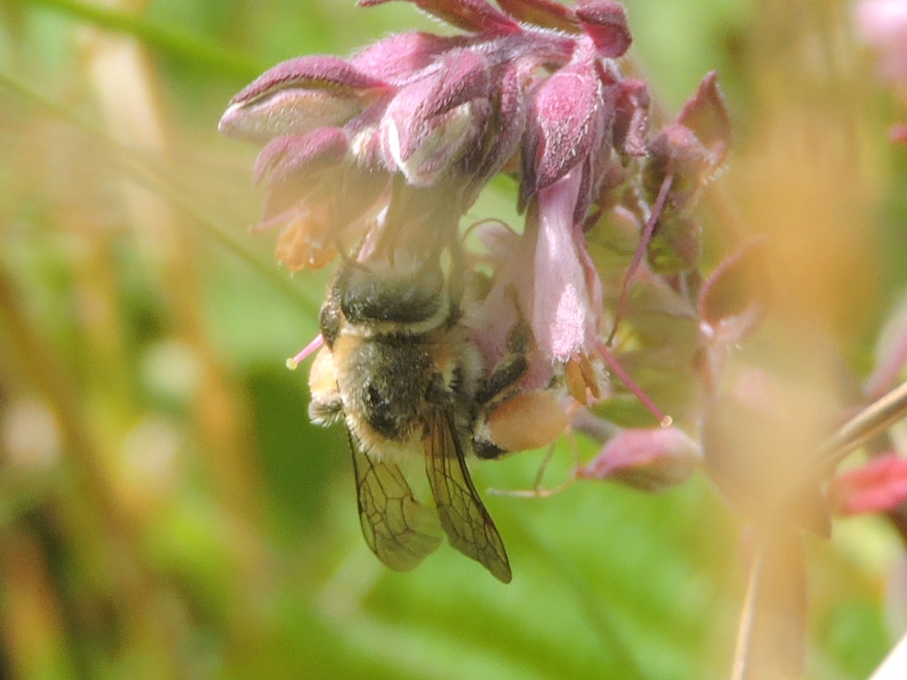 [cf. Melitta tricincta] petite abeille inconnu  Rscn2617