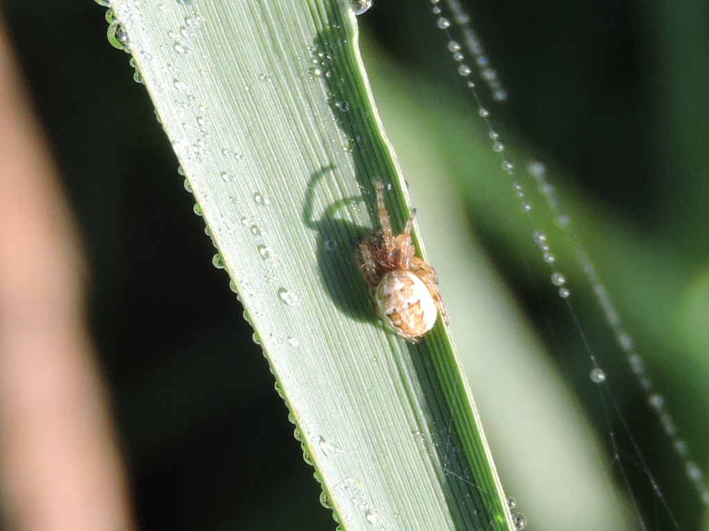 Larionioides cornutus ? Rscn3710