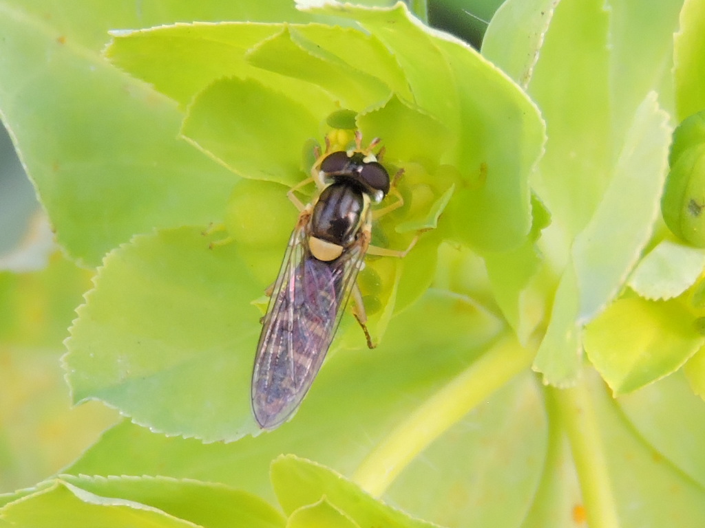 [Sphaerophoria sp.] Melangyna umbellatarum ? Rscn3715