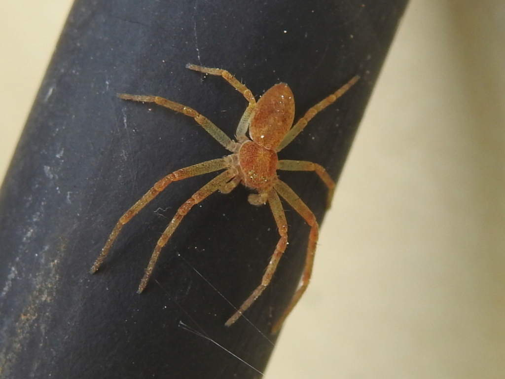 Philodromus ? Rscn3717