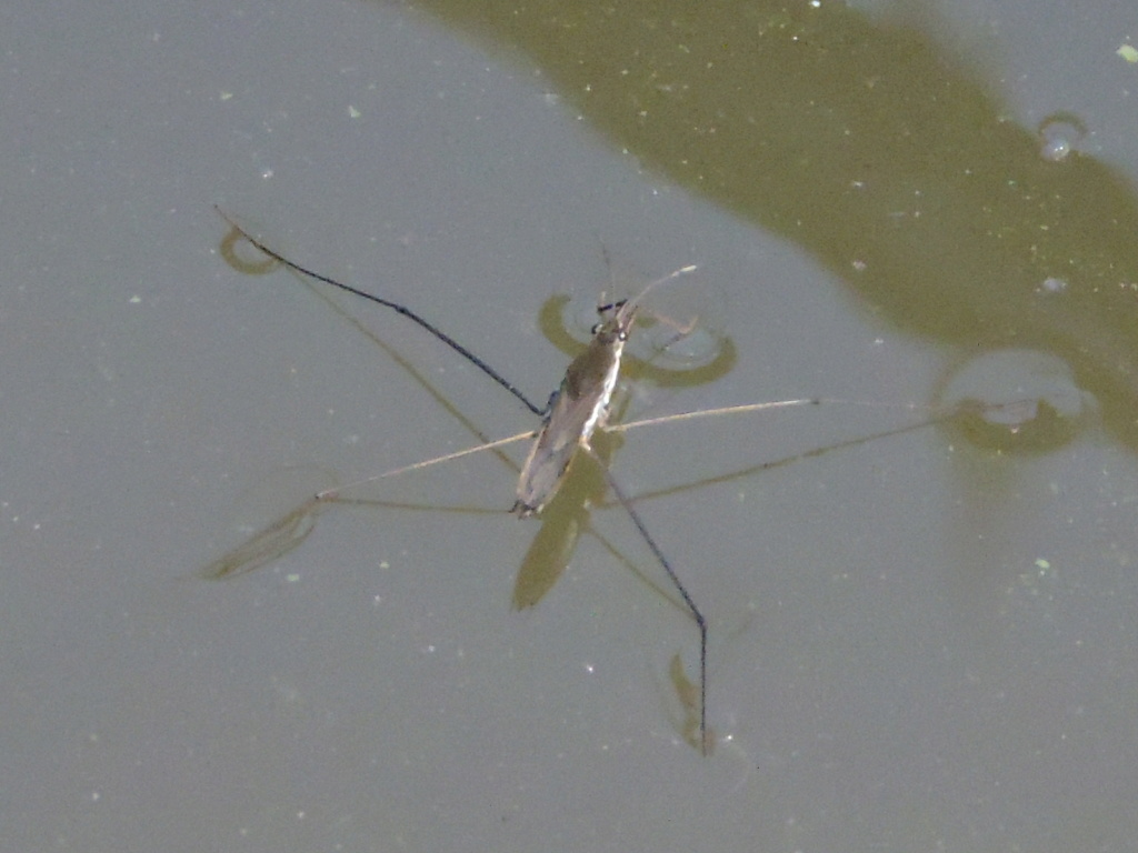 [Gerris sp. & Aquarium paludum] Gerris gibbifer ? Rscn4013