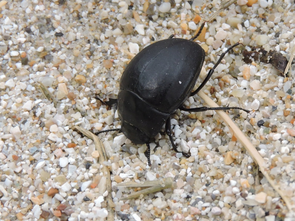 [Erodius sp.] un Tenebrionidae Rscn5022