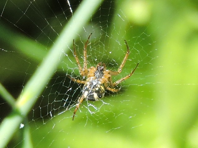 petite araignée inconnue Rscn5311