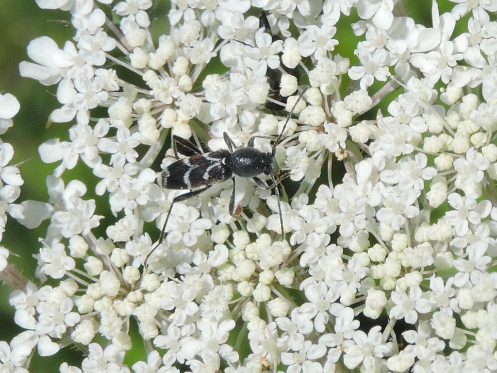 [Chlorophorus sartor] Pseudosphegesthes cinerea ? Rscn5312