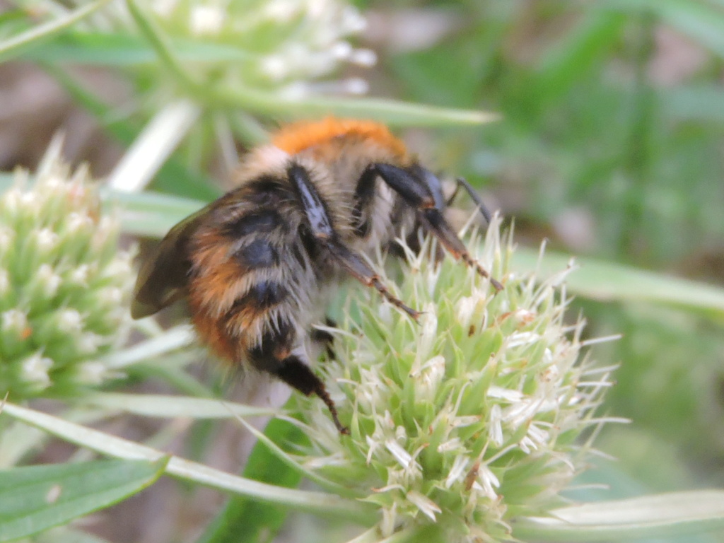 [Bombus pascuorum] Bombus humilis ? Rscn5711