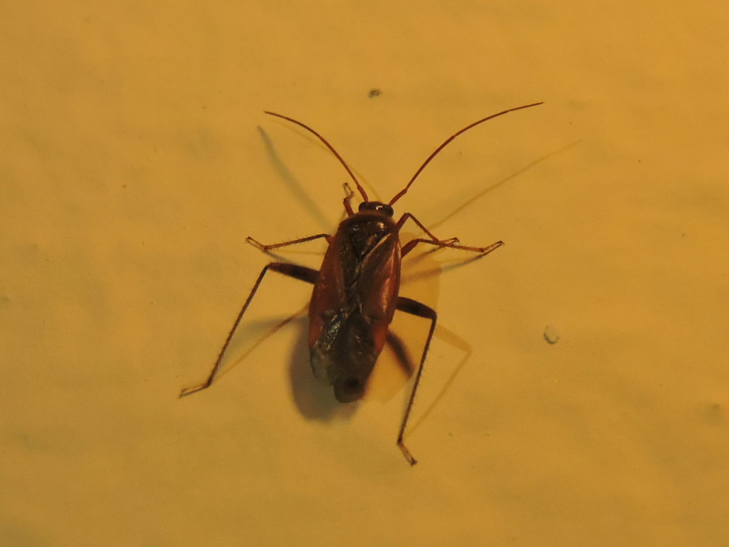 [Miridae Mirinae Mirini] un Megacoelum  Rscn6019