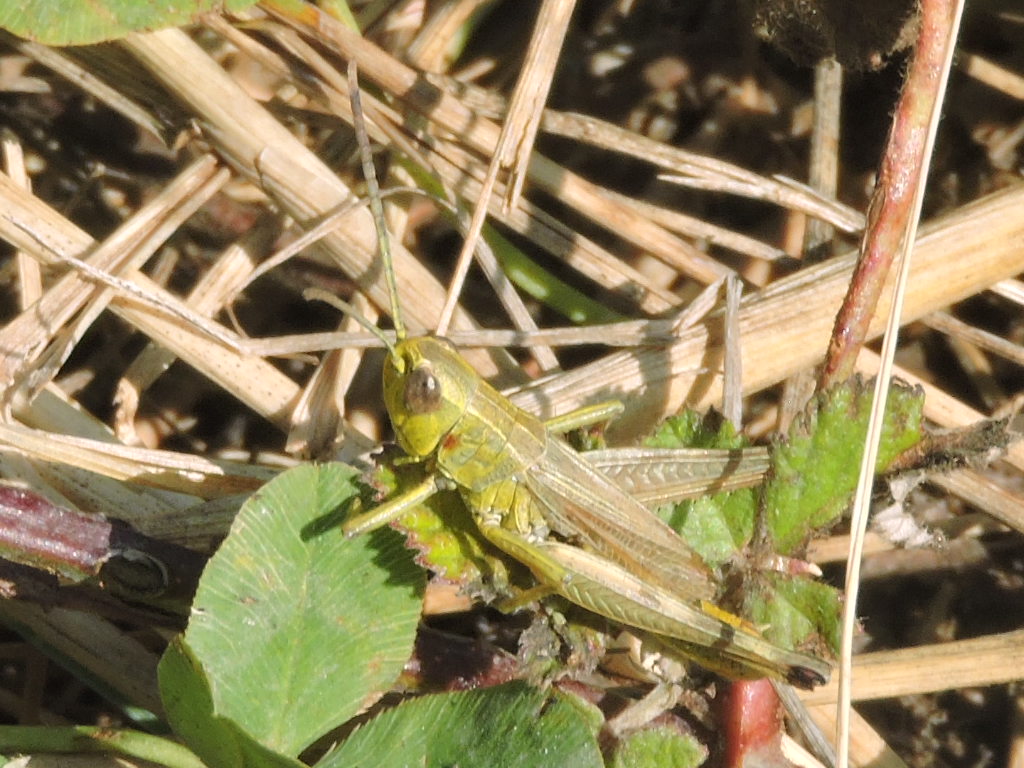 [cf. Pseudochorthippus sp.] un Pseudochorthippus ?? Rscn6116