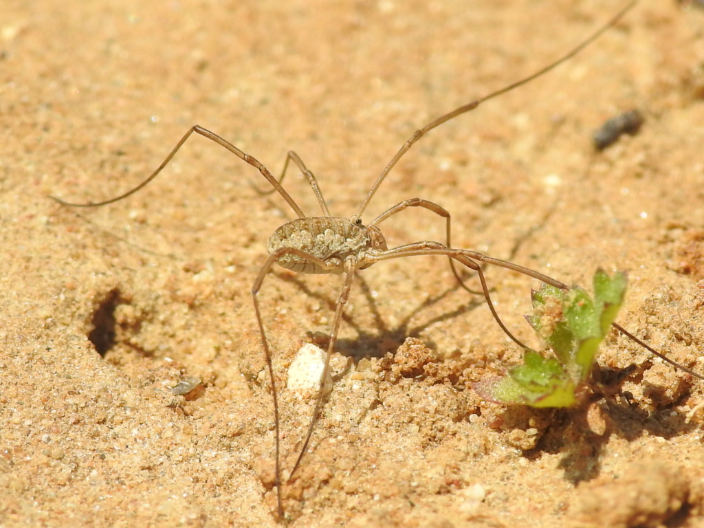 Phalangium opilio ? Rscn6213