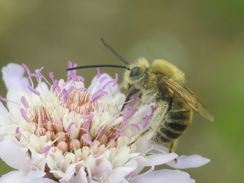 Eucera ? Rscn6313