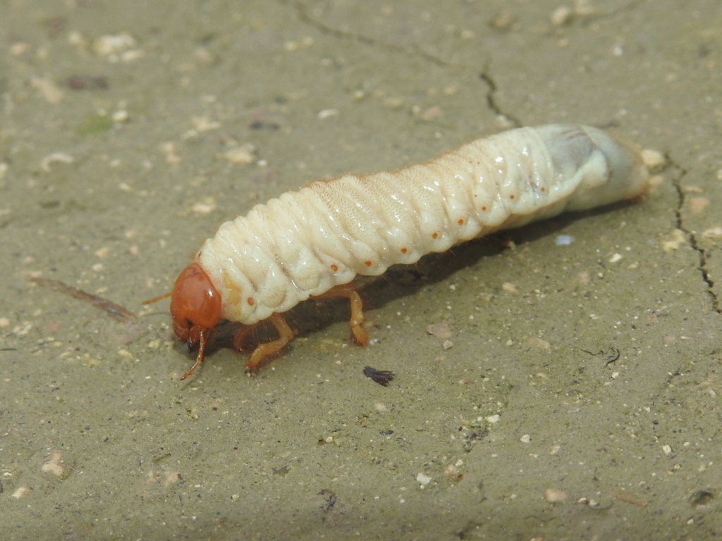 larve de Scarabaeoidea ? Rscn6616