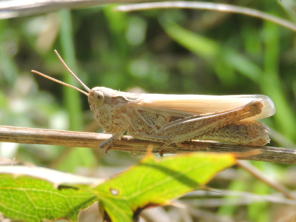 [Chorthippus sp. (brunneus/biguttulus/mollis)] Chorthippus dorsatus ? Rscn7410