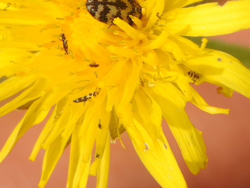 Insectes inconnus Rscn7623