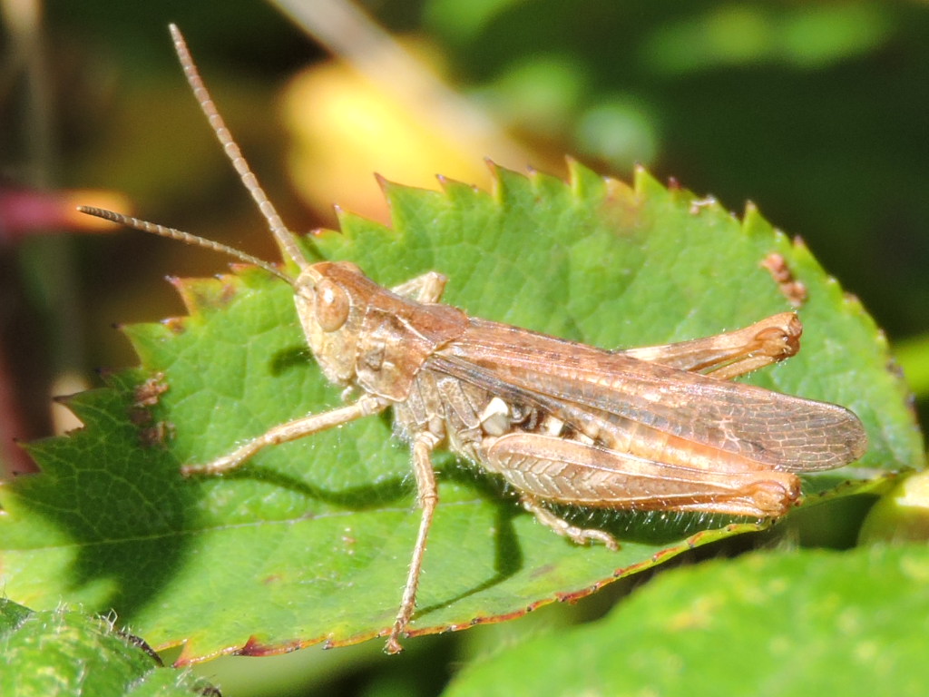 [Chorthippus biguttulus] Chorthippus brunneus ? Rscn8610