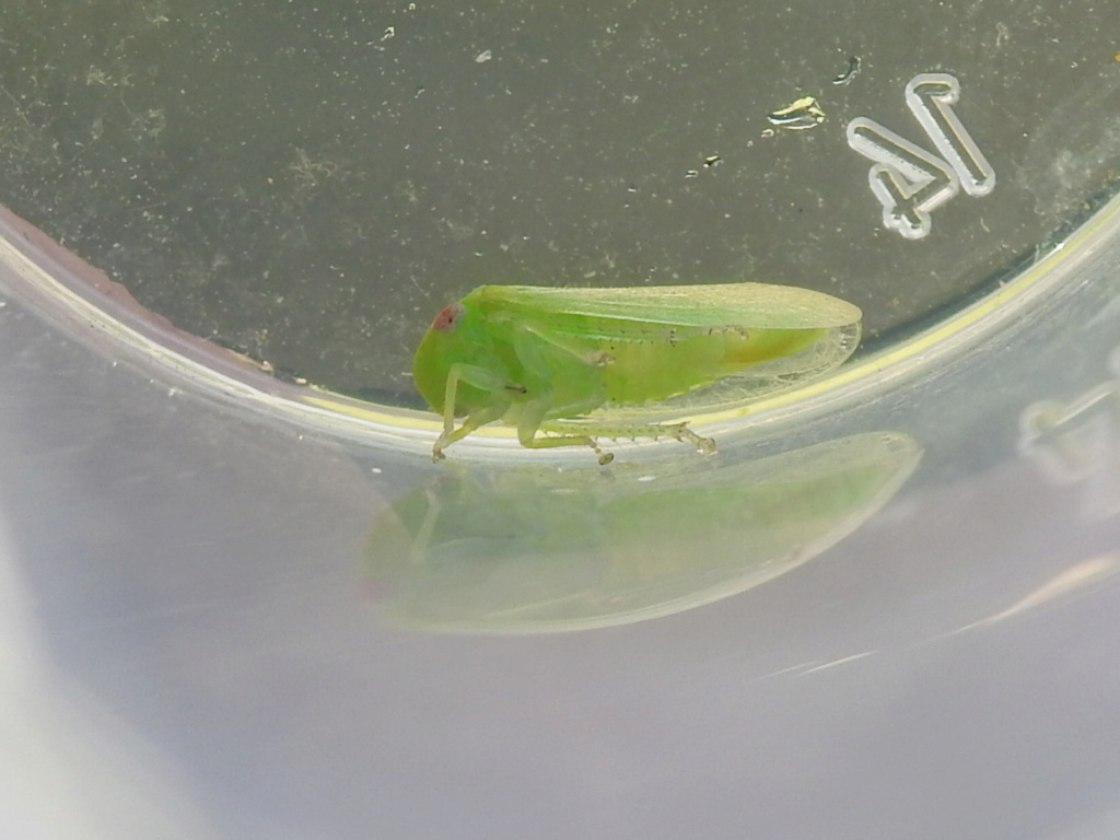 Cicadellidae - Iassinae ? Rscn8722