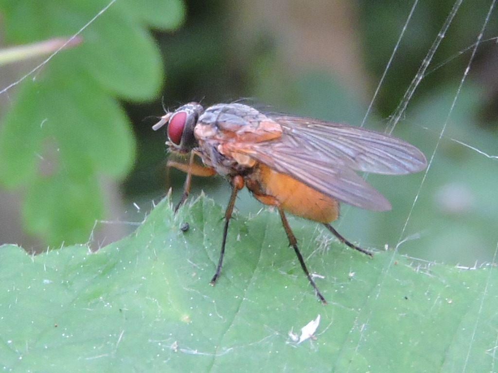 [Phaonia rufiventris] Dexia rustica ? Rscn8915