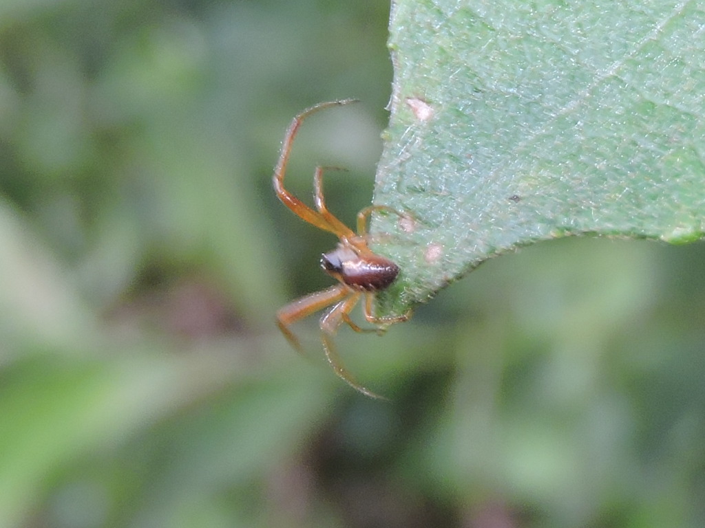 une Linyphiidae ? Rscn9022