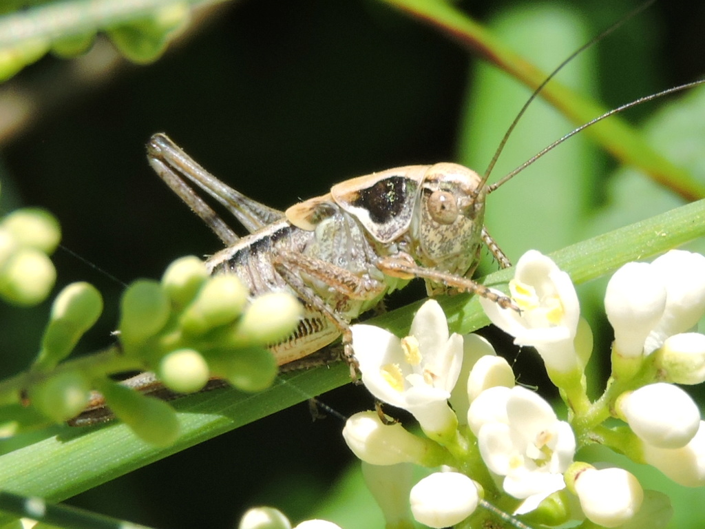 [cf. Platycleis albopunctata] Pholidoptera griseoaptera ? Rscn9513