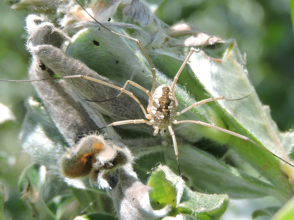 Phalangium opilio ? Rscn9523