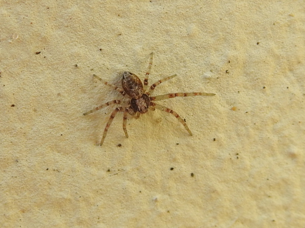 Philodromus ? Rscn9810