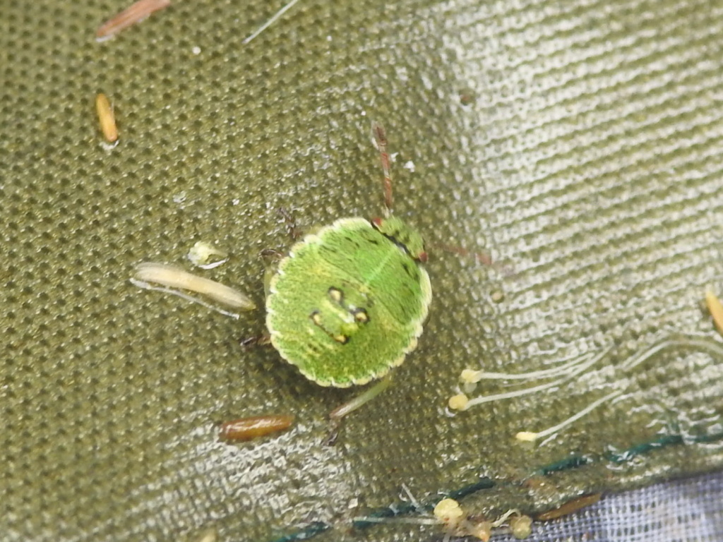 larve de Pentatomidae Rscn9822