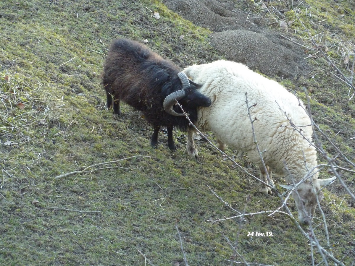 2019-2020, dans ma prairie. 24fev10