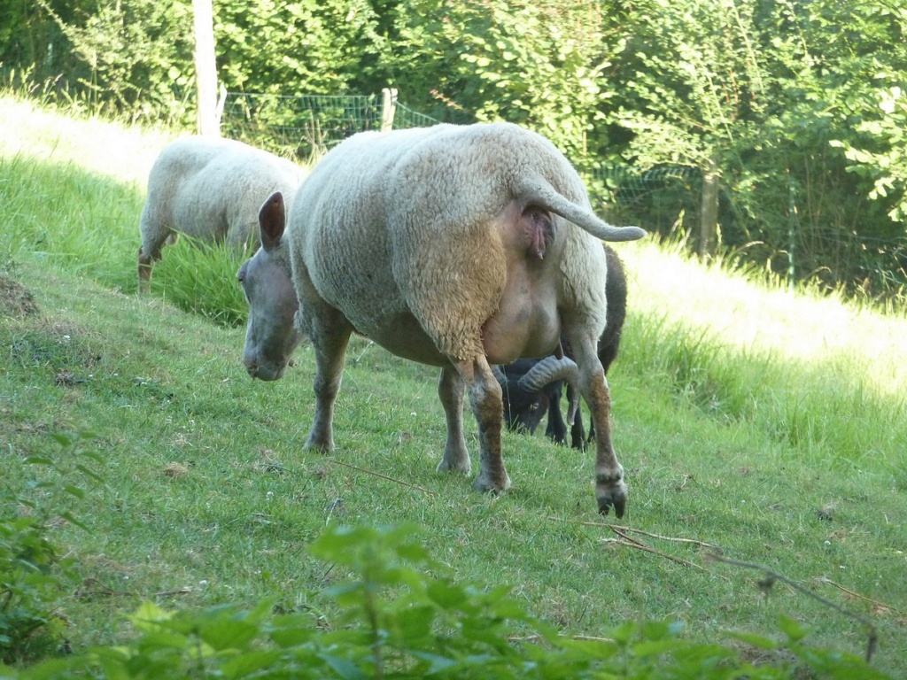 2018, dans ma prairie. Sortie10