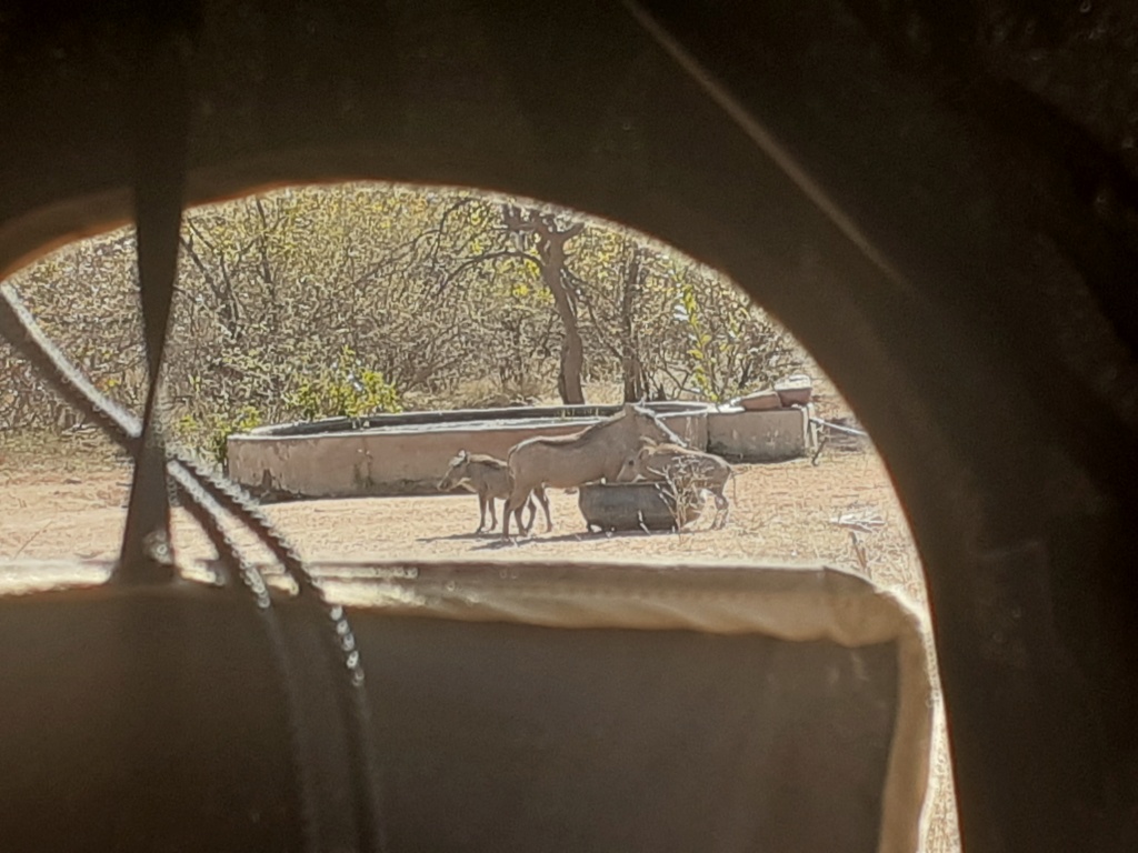 Safari antilopes 20230715