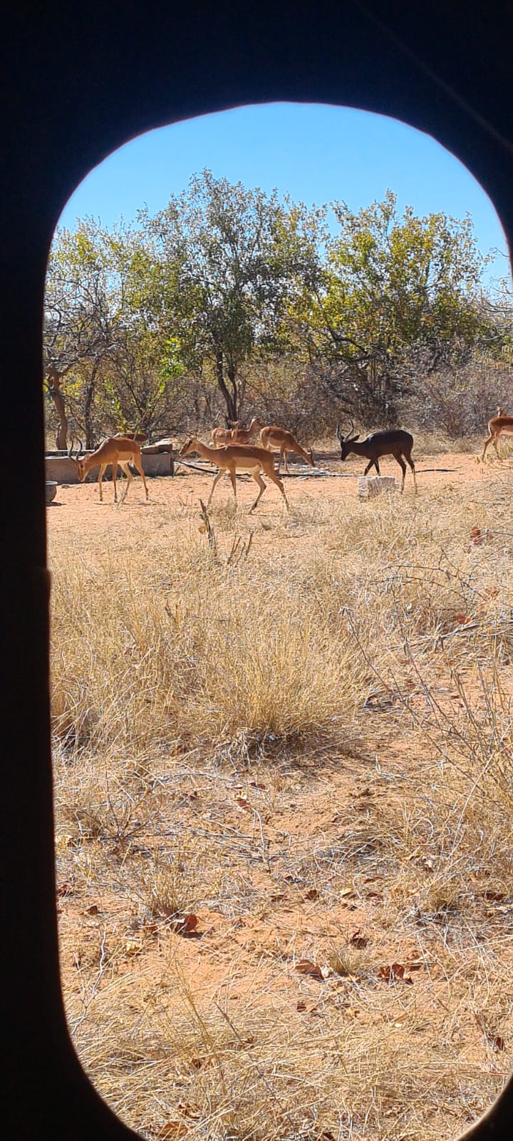 Safari antilopes Img-2012