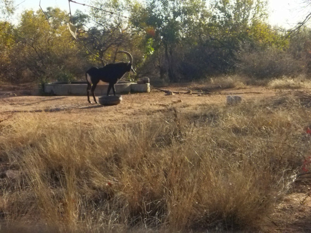 Safari antilopes Img-2018