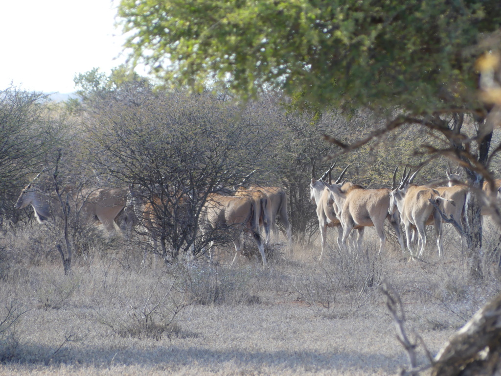 Safari antilopes P1000911