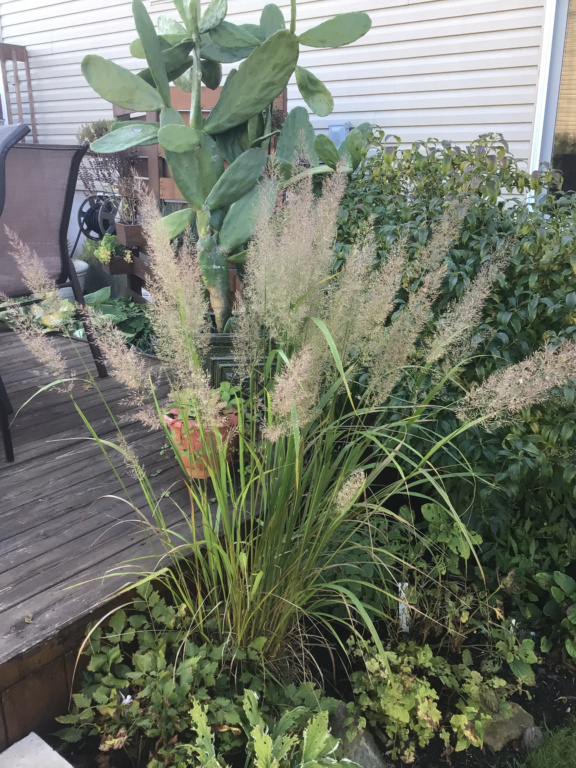Le jardin de Fleurie * - Page 9 84867c10