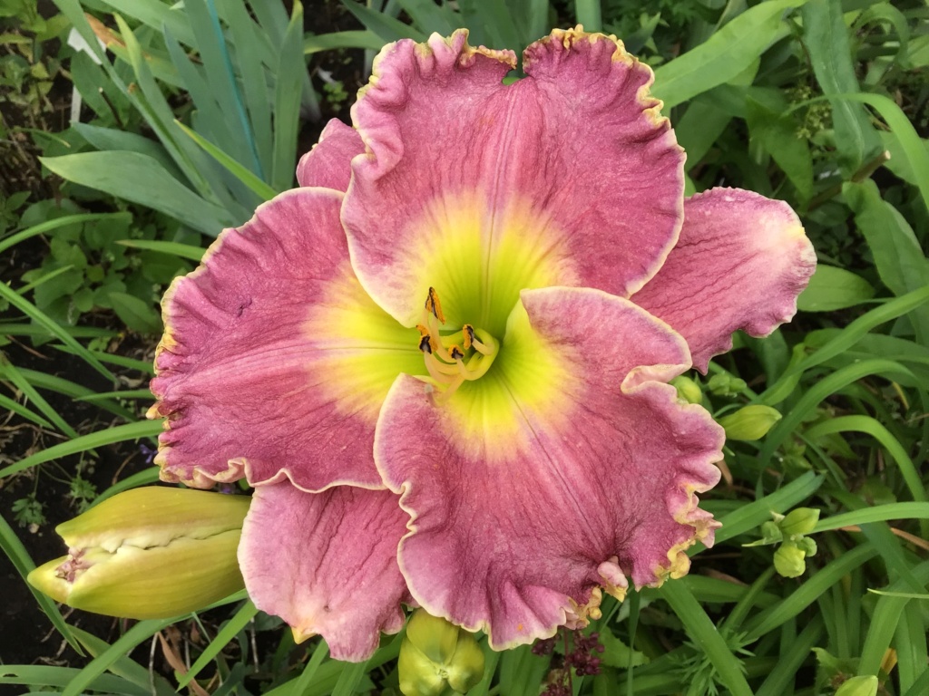 Le jardin de Fleurie * - Page 7 A0975010