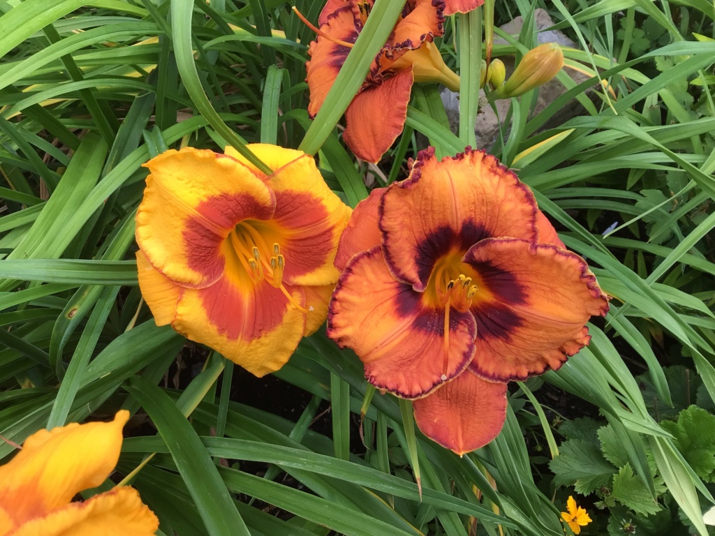 Le jardin de Fleurie * - Page 7 B54bd610