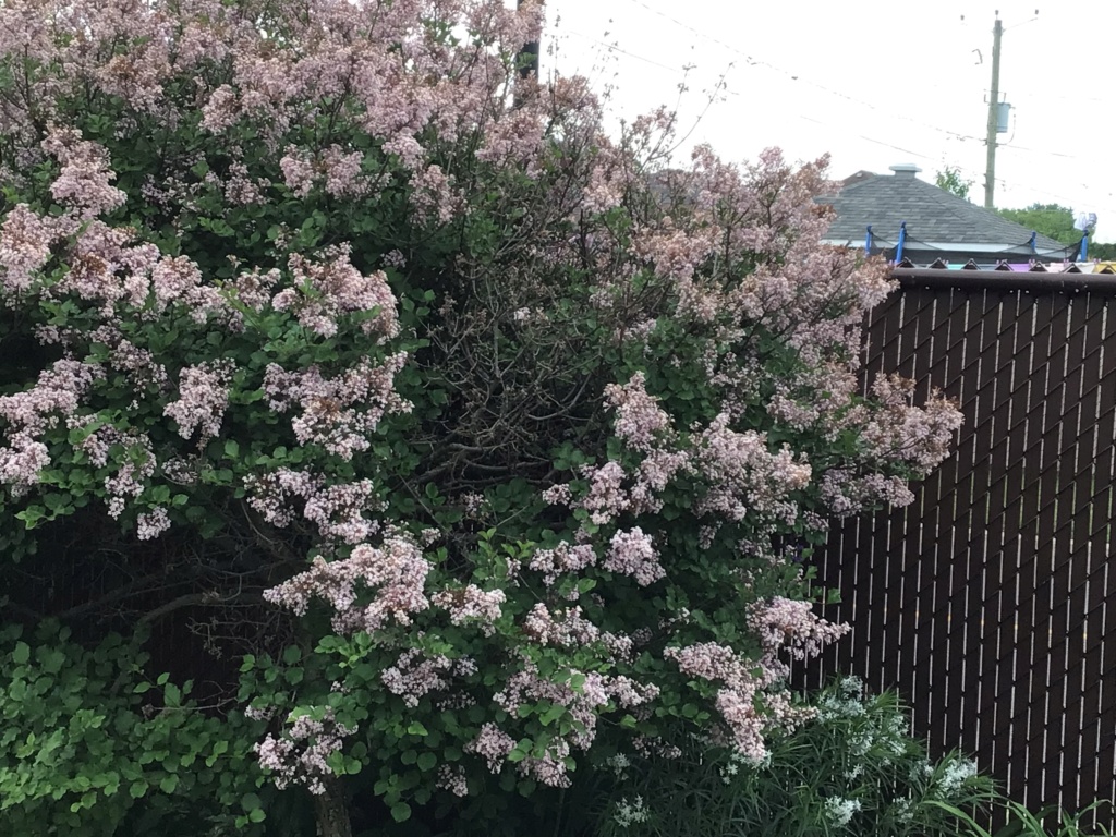 Lilas palibin ,branche sèche pourquoi? C787ef10