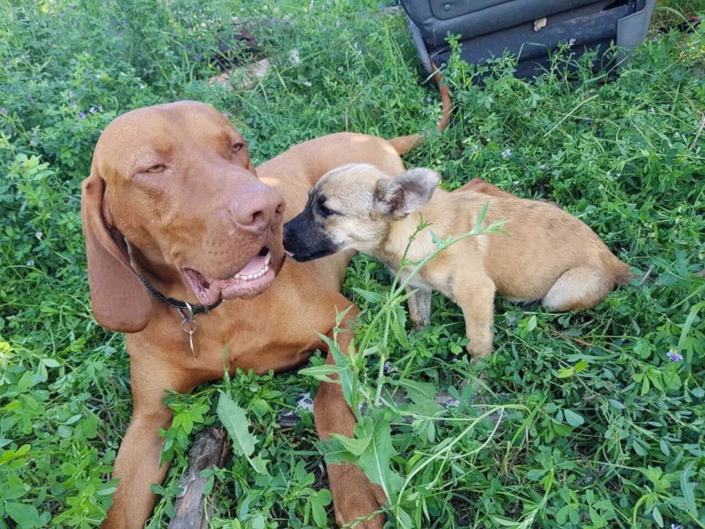 Hazel - femelle - chez Andreea (Târgu Frumos) - réservée adoption ( 67) 40685010