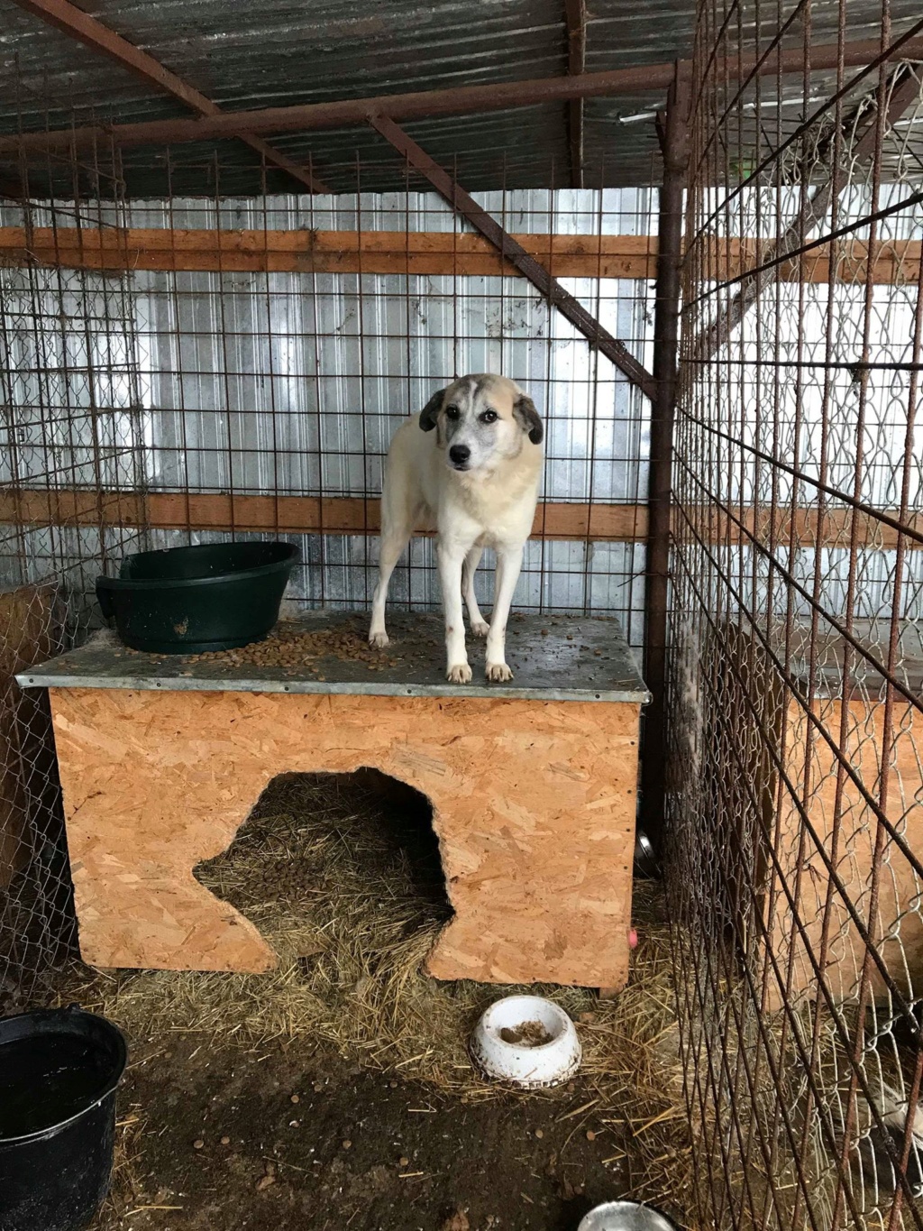 Anouchka - femelle - fourrière de Târgu Frumos - Refuge AUDACCE 48405210