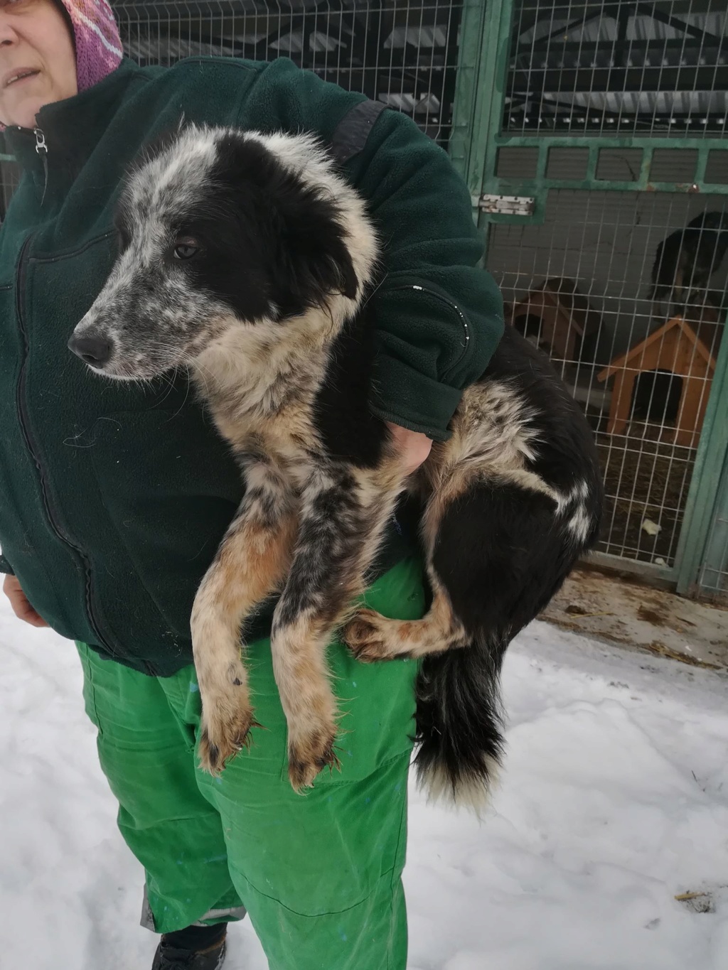 Kansas - femelle - Iasi - Adoptée (57) 48411210