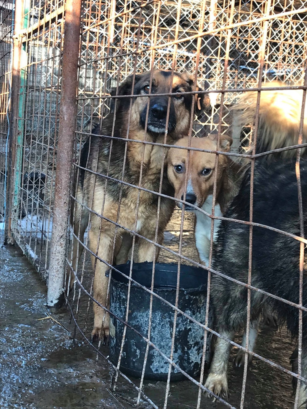 Lunky - mâle -  fourrière de Târgu Frumos - frais d'adoption réduits - Refuge AUDACCE 49732811