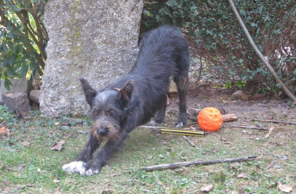 Polka - femelle - Fourrière de Târgu Frumos - Réservée adoption (67) Polka_14