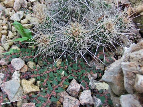 Ungeliebter Mitbewohner > > > gelöst: die Gefleckte Wolfsmilch Euphorbia maculata For_3014